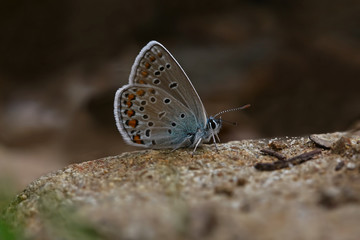 anatolian brown-eyed butterfly; Plebejus modicus