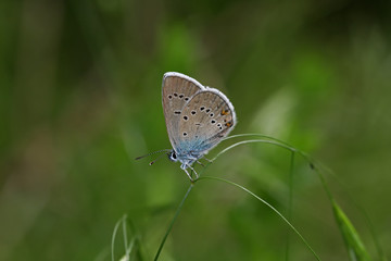 Beautiful blue with lots of eyes; Polyommatus bellis