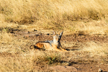 Black-backed jackal (Canis mesomelas) laying in the grass savanna in the Ngorongoro crater