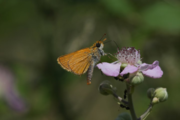 jump with yellow antenna; Thymelicus sylvestris