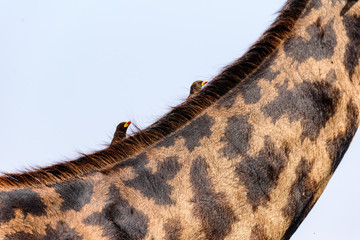Birds on the neck of a Maasai giraffe (Giraffa tippelskirchi) Serengeti National Park, Safari, East Africa, August 2017, Northern Tanzania