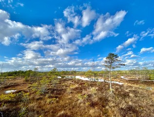 Fototapeta premium swamp autumn National Park Kemeri Latvia landscapes