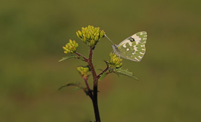 New spotted angel; Pontia edusa