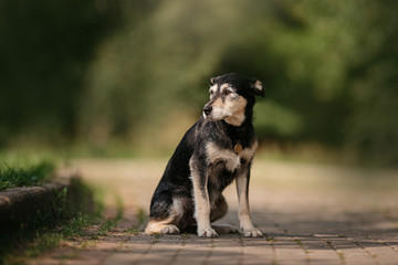 black terrier mix dog sits outdoors in summer