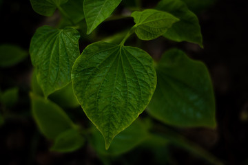 Close up green leaf nature  background.