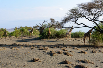 Maasai giraffes (Giraffa tippelskirchi) near Lake Natron, East Africa, August 2017, Northern Tanzania