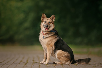 happy shepherd mix dog posing outdoors in summer