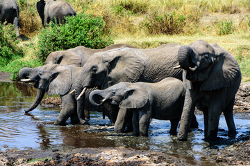 A group of African elephants (Loxodonta africana) drinking in a water hole, Serengeti National Park, Safari, East Africa, August 2017, Northern Tanzania