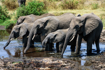 A group of African elephants (Loxodonta africana) drinking in a water hole, Serengeti National Park, Safari, East Africa, August 2017, Northern Tanzania