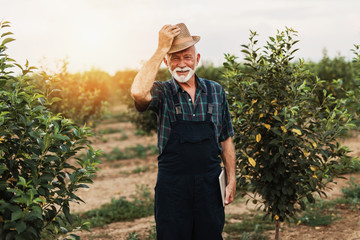 Sixty years old beard agronomist inspecting trees in orchard and using tablet computer.