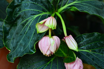 pink flower bud close-up, Medinilla magnifica