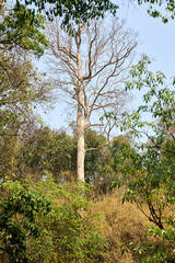 Beautiful lanscape nature in Khaokao hightland, Thailand.