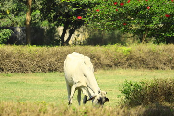Obraz na płótnie Canvas Indian cow eating grass in lands.