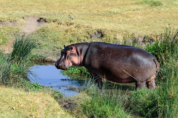 East African hippopotamus (H. a. kiboko) walking out of a small lake in the Ngorongoro crater