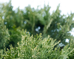 Thuja green branches closeup. Blurred thuja background.