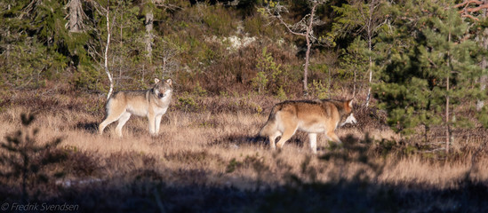 Grey wolfes , alpha.