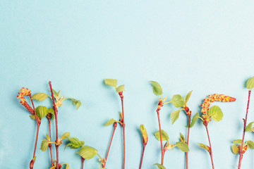 Sprig of birch trees with leaves just blossoming on a blue background and empty space for text.