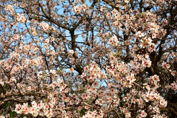 tree in blossom in spring