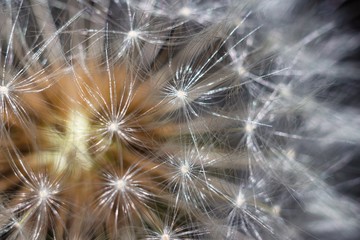 White dandelion (Taraxacum officinale) seeds macro, abstract background