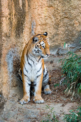動物園のトラは寄ってくる