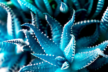 The plant is in the foreground, blurred behind. Natural blue background color.