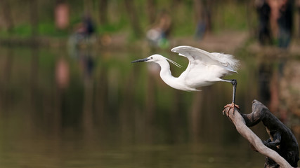 Great white egret prepare to jump from brunch to fly with blur water and forest background.