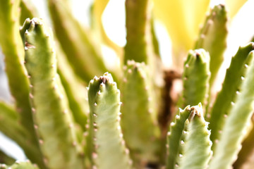 Natural green background. Cactus leaves. Home plants in pots on the windowsill. Botany.