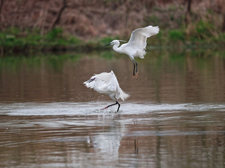 Flying bird catching fish in lake, two great white egret fly over water and catch fresh fish.