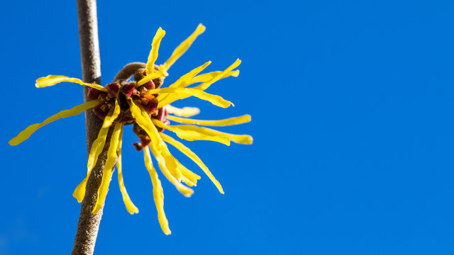 รูปภาพVolksmedizin เลือกดูภาพถ่ายสต็อก เวกเตอร์ และวิดีโอ3,299