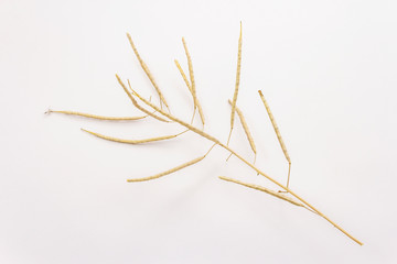 Dry decorative grass isolated on a white background. Great element for a bouquet in floristry. Ornamental plant for attractive flower arrangements