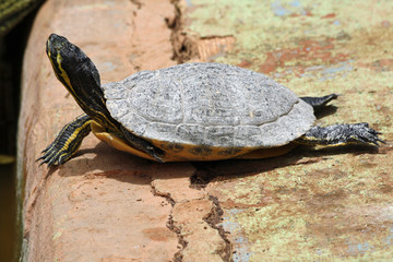 Gelbwangen-Schmuckschildkroete