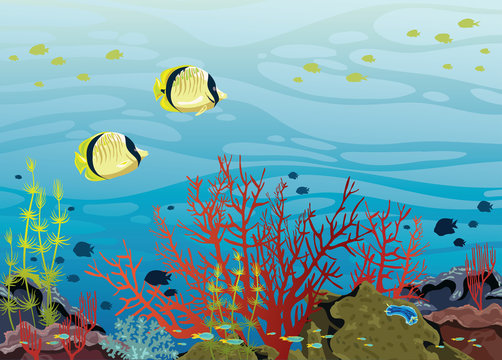 Underwater sea - Corals and fishes