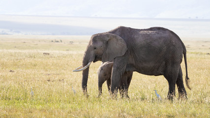 Naklejka na ściany i meble Mother and baby elephants in the Masai Mara, side view