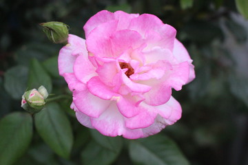 Spring flowers, plants. Women's holiday. Beautiful stylish red flower.