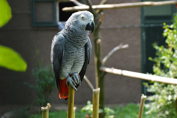 Parrot in the Zoo - Istanbul 