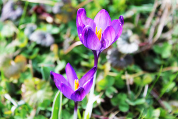 purple crocus in spring