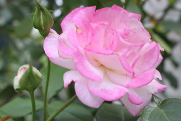 Spring flowers, plants. Women's holiday. Beautiful stylish red flower.