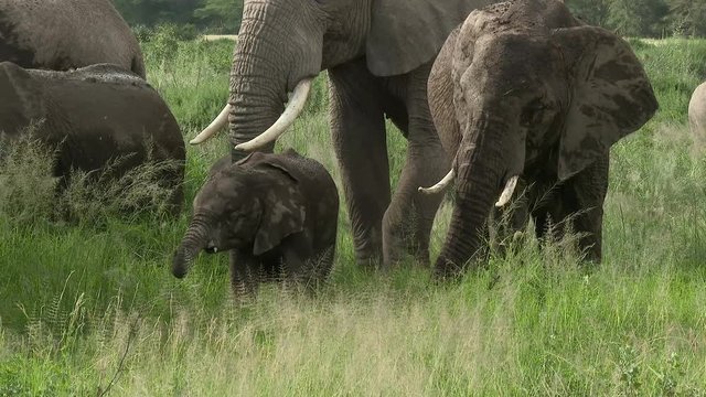 African Elephant (Loxodonta africana)  family  eating in grasslands, Amboseli N.P. Kenya.