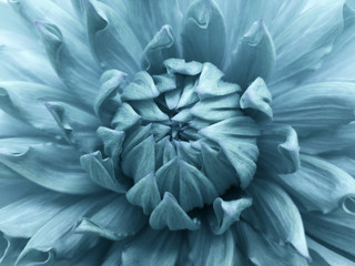 Floral  turquoise  background.  Dahlia  flower.  Close-up.  Nature.
