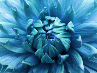 Floral  turquoise-blue   background.  Dahlia  flower.  Close-up.  Nature.