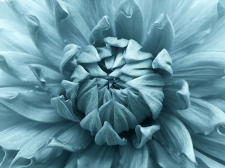 Floral  light blue background.  Dahlia  flower.  Close-up.  Nature.