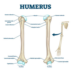 Humerus bone labeled vector illustration diagram