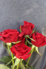 Spring flowers, plants, red rose. Women's holiday. Beautiful stylish red flower.
