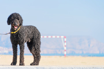 Big cute black dog with leash on the beach