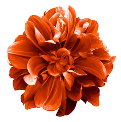 vintage orange dahlia. Flower on a white isolated background with clipping path.  For design.  Closeup.  Nature.
