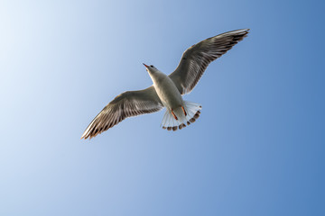 Fototapeta na wymiar Seagull bird in flight against bright blue sky. Taken in the Arabian Sea in Mumbai