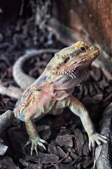 Green iguana on a rock