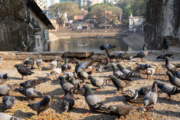 Mumbai, India - Pigeons feats on bird food near Banganga Tank is an ancient water tank in Malabar Hill area of Mumbai