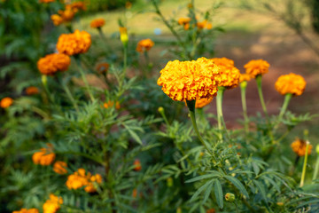 Marigolds in bloom in a garden, focus on one orange flower