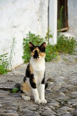 Naklejka na ściany i meble Cute tricolor cat. White cat with black and red spots. Cat sitting on the street of the old city of Rhodes, Greece